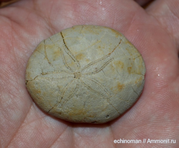 морские ежи, палеоген, Болгария, Gitolampas