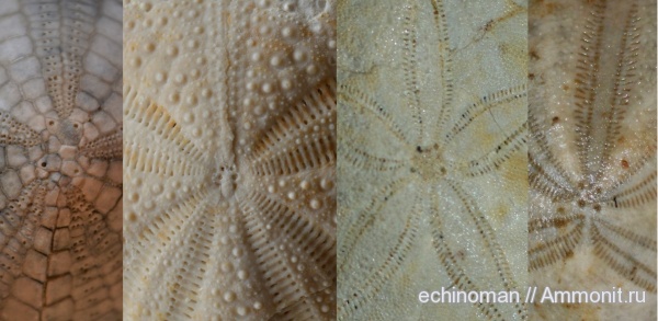 морские ежи, палеоген, палеоцен, олигоцен, нижний мел, аптский ярус, Echinocorys, датский ярус, Болгария, Gitolampas, Hypsopatagus meneghinii, Hypsopatagus, Heteraster oblongus, Heteraster, Echinocorys sulcata, Aptian, Lower Cretaceous