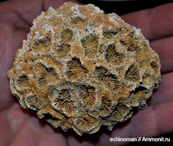 кораллы, миоцен, Болгария, Scleractinia, Favia, Favia gotchevi