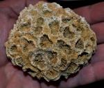 Favia gotchevi, Miocene, Bivolare, Pleven region, Bulgaria