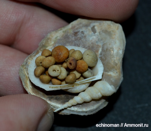 морские ежи, миоцен, двустворчатые моллюски, брюхоногие моллюски, Болгария