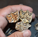 Трое зубов хипариона (Hiparion sp), верхний миоцен, Ахматово, Болгария