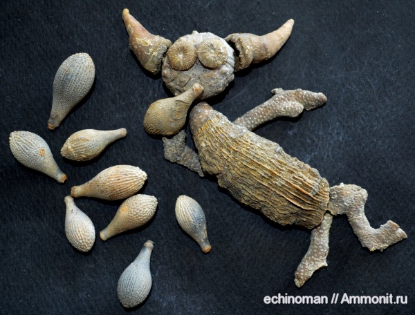 морские ежи, кораллы, нижний мел, аптский ярус, Болгария, Aptian, Lower Cretaceous