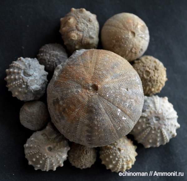 морские ежи, нижний мел, аптский ярус, Болгария, Aptian, Lower Cretaceous