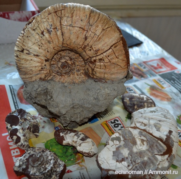 аммониты, нижний мел, аптский ярус, Ammonites, Pseudohaploceras, Болгария, Pseudohaploceras matheroni, Aptian, Lower Cretaceous