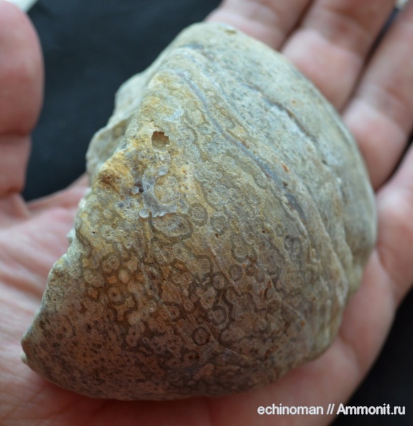 Gryphaea, нижний мел, готерив, Болгария, Hauterivian, Lower Cretaceous