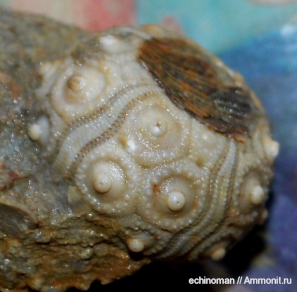 морские ежи, нижний мел, аптский ярус, Temnocidaris, Болгария, Temnocidaris malum, Aptian, Lower Cretaceous