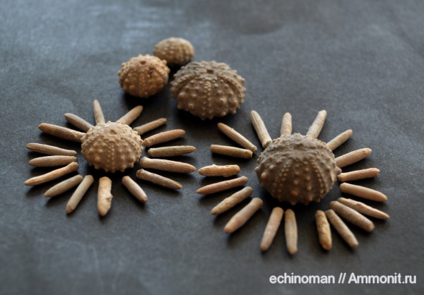 морские ежи, нижний мел, аптский ярус, Болгария, Goniopygus, Aptian, Lower Cretaceous