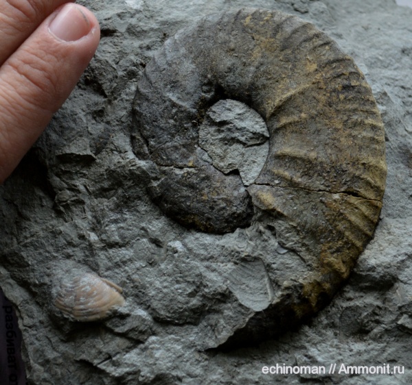 аммониты, головоногие моллюски, верхний мел, Ammonites, Болгария, Pachydiscus, Pachydiscus gollevillensis