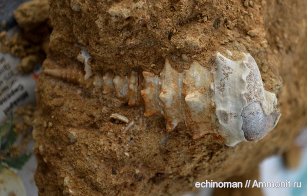 олигоцен, Болгария, Campanile /tymphanotonus/ meneguzzoi