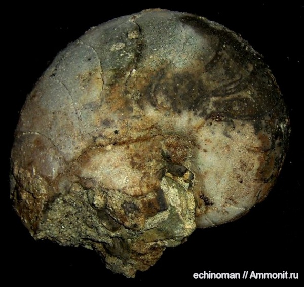 палеоген, наутилусы, Eutrephoceras, Болгария, Nautilida