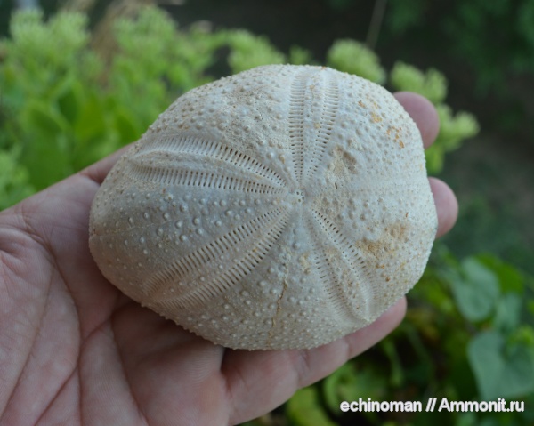 морские ежи, олигоцен, Болгария, Hypsopatagus, Hypsopatagus meneghini