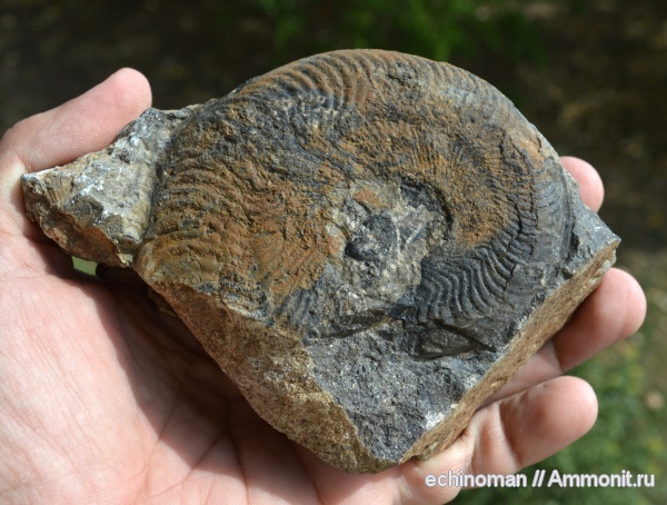 аммониты, юра, Harpoceras, тоарский ярус, Болгария, Haproceras subplanatum