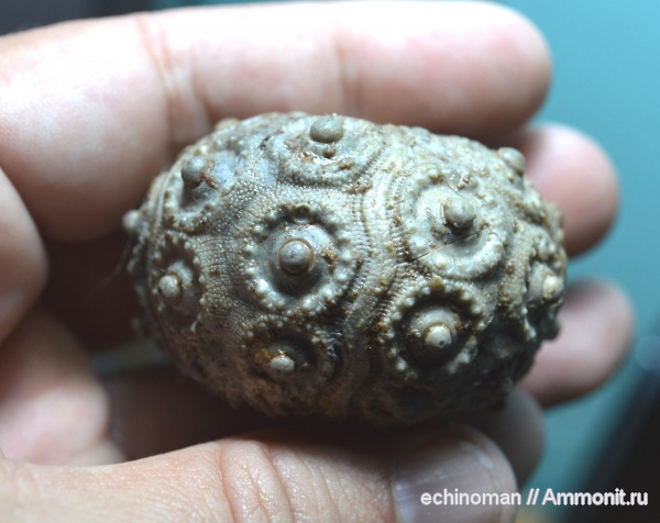 морские ежи, нижний мел, аптский ярус, Temnocidaris, Болгария, Aptian, Lower Cretaceous