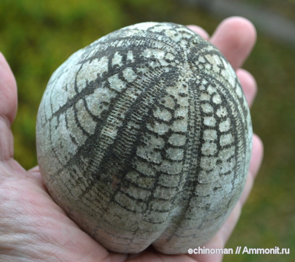 морские ежи, верхний мел, Болгария, Hemipneustes striatoradiatus, Hemipneustes, маастрихтский ярус
