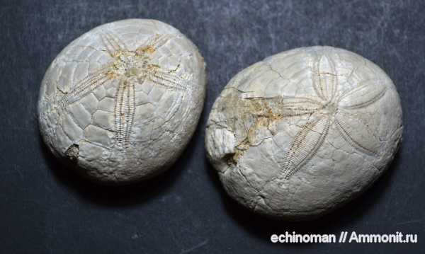 морские ежи, палеоген, Болгария, Gitolampas, Echinanthus, приабонский ярус