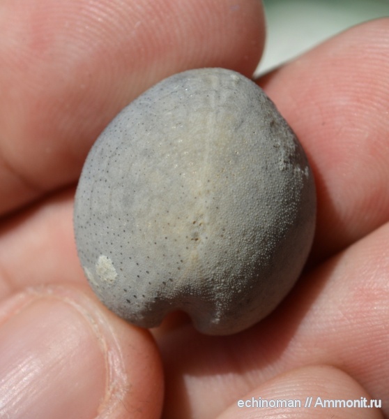 морские ежи, палеоцен, датский ярус, Болгария, Бяла, Galeaster carinatus, Galeaster