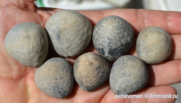 морские ежи, палеоцен, датский ярус, Болгария, Бяла, Ovulaster, Ovulaster protodecimae