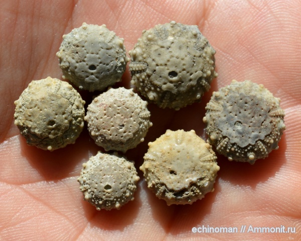 морские ежи, нижний мел, аптский ярус, Болгария, Leptosalenia