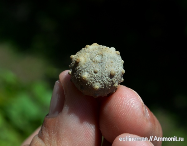 морские ежи, нижний мел, аптский ярус, Болгария, Pseudocidaris, Pseudocidaris clunifera