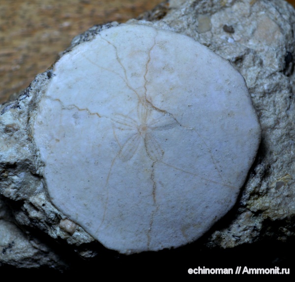 морские ежи, палеоген, олигоцен, Болгария, Parmulechinus agassizi, Parmulechinus