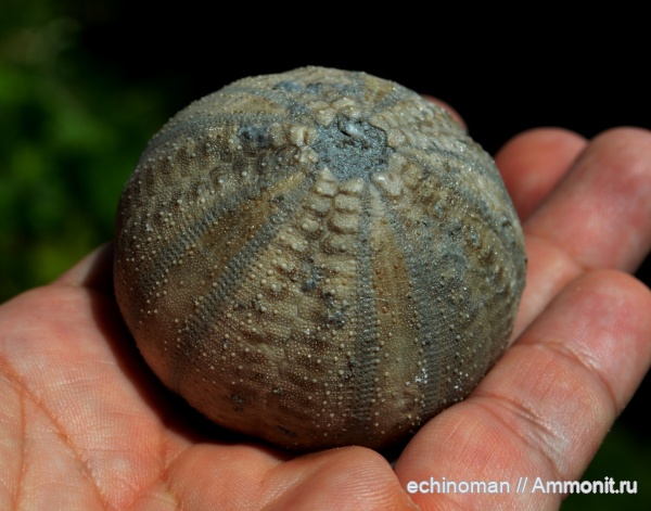 морские ежи, нижний мел, аптский ярус, Болгария, Codechinus, Codechinus rotundus