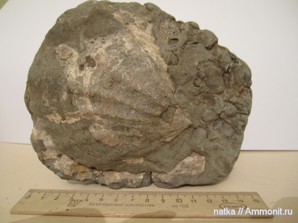 Ундоры, гребешки