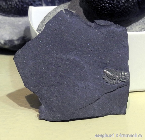 Трилобиты отовсюду кроме России