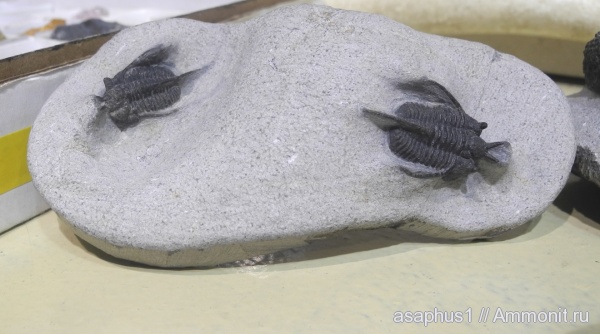 трилобиты, ордовик, Cyphaspis, Ordovician