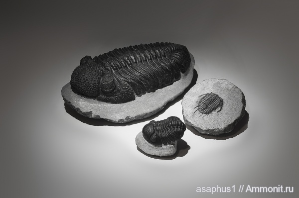 Drotops, Gondwanaspis