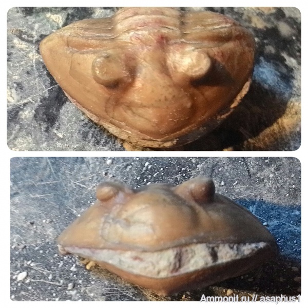 Asaphus, средний ордовик, кундаский горизонт