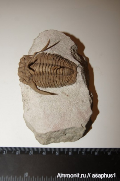 Трилобиты на обмен