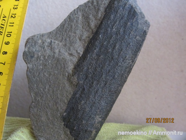 карбон, Knorria, Lepidophytes, Кемеровская область