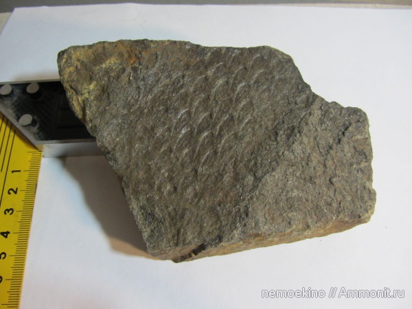 карбон, Tomiodendron, Кемеровская область