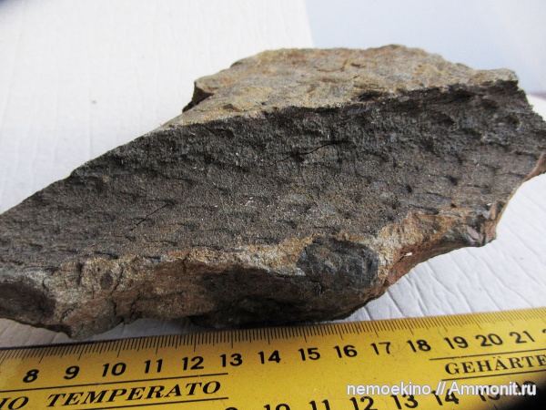 карбон, Knorria, Lepidophytes, Кемеровская область