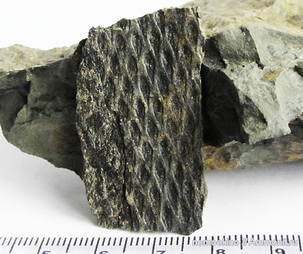 карбон, Tomiodendron, Кемеровская область