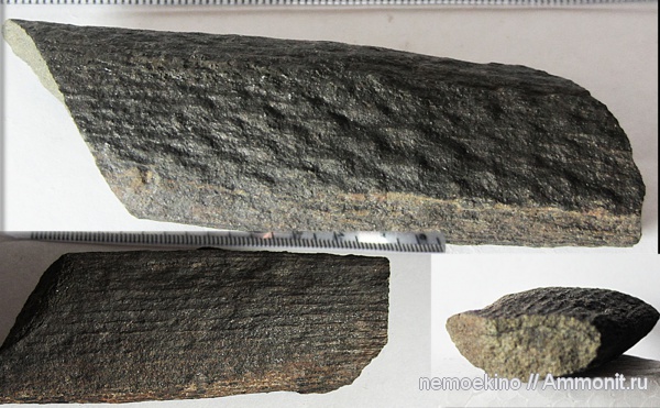 карбон, Knorria, Lepidophytes, Кемеровская область