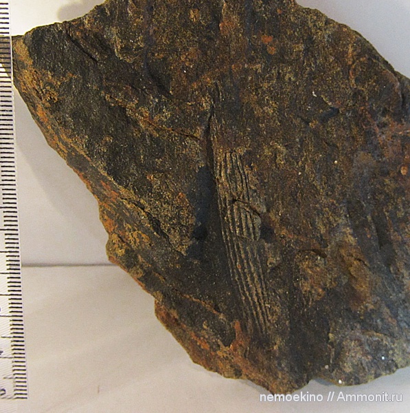 карбон, Knorria, Lepidophytes, Кемеровская область