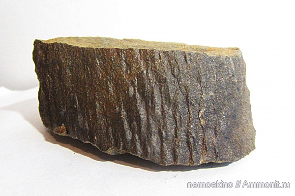 карбон, плауновидные, Кемеровская область