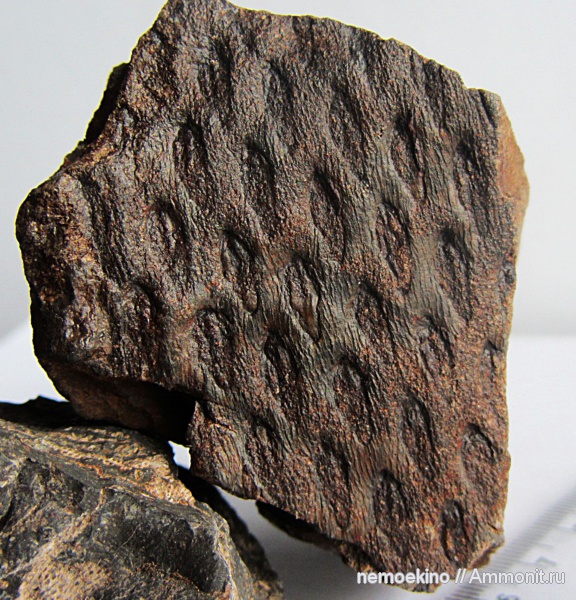 карбон, Tomiodendron, Кемеровская область