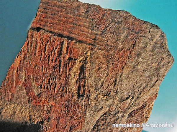 карбон, Tomiodendron, Кемеровская область