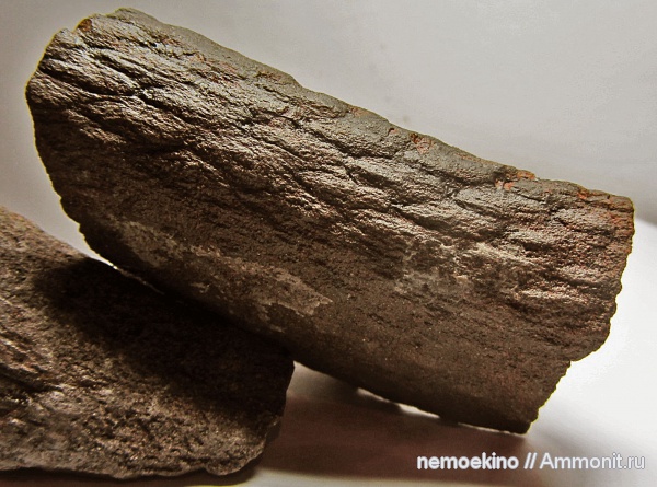 карбон, плауновидные, Кемеровская область