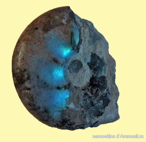 юра, Craspedites, Кашпир, Jurassic