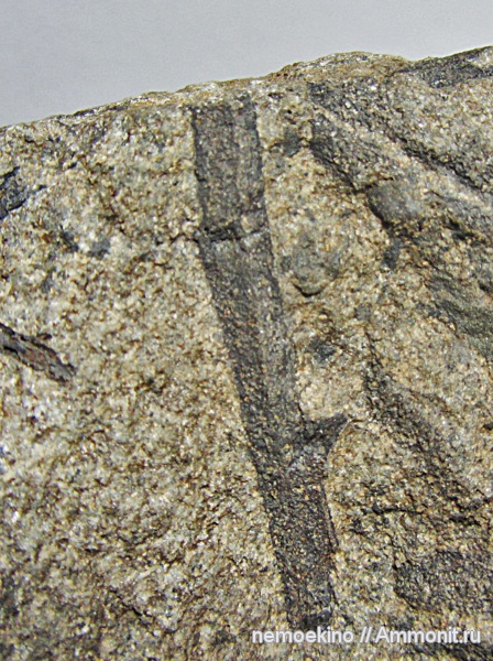 карбон, растения, Кемеровская область