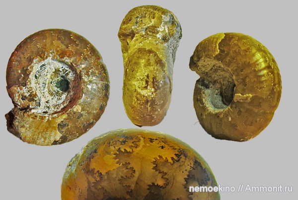 аммониты, юра, Ammonites, Сызрань, Jurassic