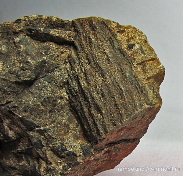 карбон, плауновидные, Кемеровская область