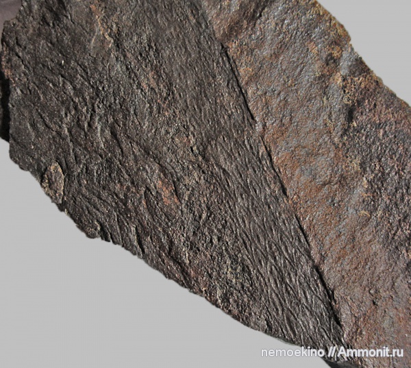 карбон, Tomiodendron, Кемеровская область