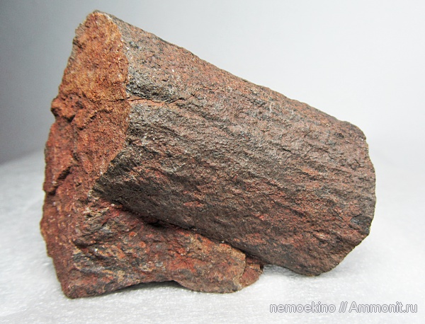 карбон, Knorria, Lepidophytes