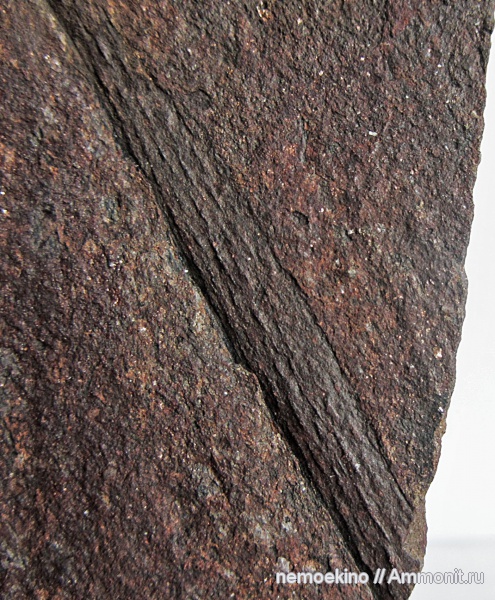 карбон, Knorria, Lepidophytes, Кемеровская область