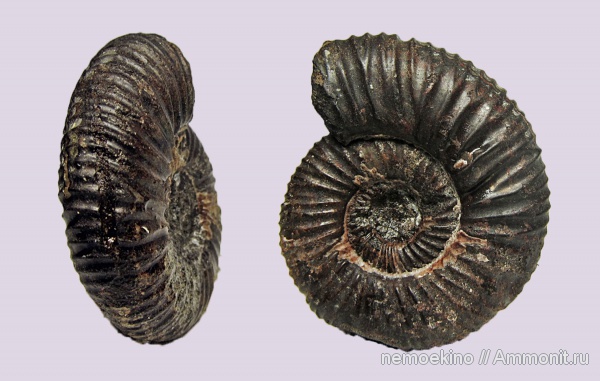 юра, Epivirgatites, Сызрань, Dorsoplanitidae, Jurassic